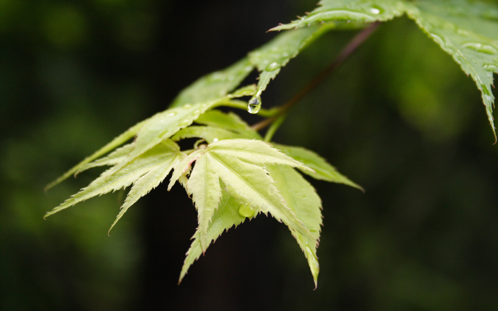 黑茶中为什么只有茯砖茶有金花,为什么只有茯砖才有金花